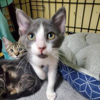 Iced Latte -  Domestic Short Hair Cat for Adoption in Melrose, Florida - Iced Latte | PetCurious