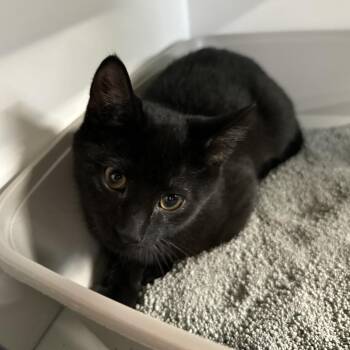 Chico -  Domestic Short Hair Cat for Adoption in Buffalo, New York - Chico | PetCurious