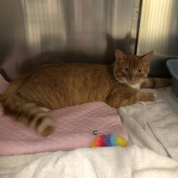 Remes -  Domestic Short Hair Cat for Adoption in Burlington, Ontario - Remes | PetCurious