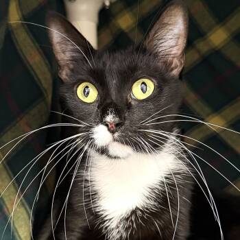 Lacey -  Domestic Short Hair Cat for Adoption in Cooperstown, New York - Lacey | PetCurious