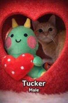 Domestic Short Hair Cats Available for Adoption - Tucker | PetCurious