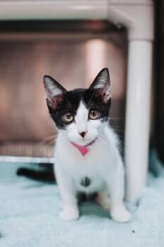 95144a River-PetSmart Mt. Pleasant -  Domestic Short Hair Cat for Adoption in North Charleston, South Carolina - 95144a River-PetSmart Mt. Pleasant | PetCurious