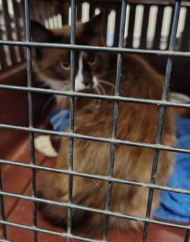CLEO -  Siamese Cat for Adoption in Casper, Wyoming - CLEO | PetCurious