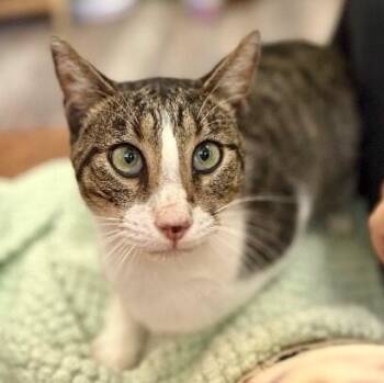 Noodles Newman -  Tabby and Domestic Short Hair Cat for Adoption in Friendswood, Texas - Noodles Newman | PetCurious