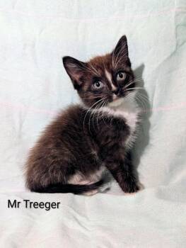 Mr Treeger -  Domestic Short Hair Cat Available for Adoption in Emerald Isle, North Carolina - Mr Treeger | PetCurious