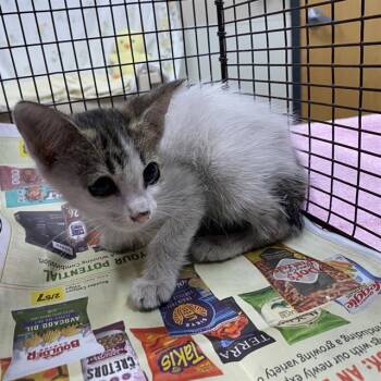 A613180 -  Domestic Short Hair Cat for Adoption in Modesto, California - A613180 | PetCurious