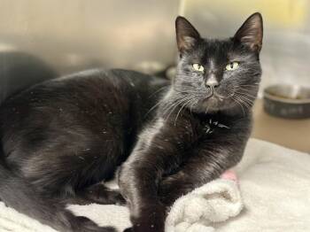 Rescue Domestic Short Hair Cats for Adoption in Jackson Township, New Jersey - Wallace | PetCurious