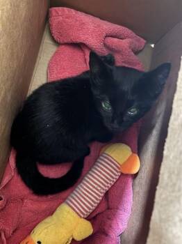 BUGSIE -  Domestic Short Hair Cat for Adoption in San Jose, California - BUGSIE | PetCurious