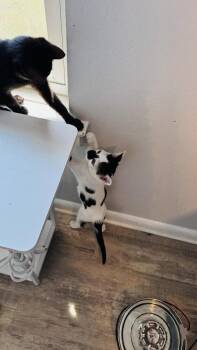 Pepper -  Domestic Short Hair Cat for Adoption in Dallas, Texas - Pepper | PetCurious