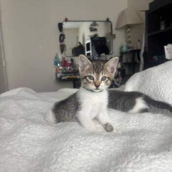 Fern -  Domestic Short Hair Cat for Adoption in Fort Worth, Texas - Fern | PetCurious