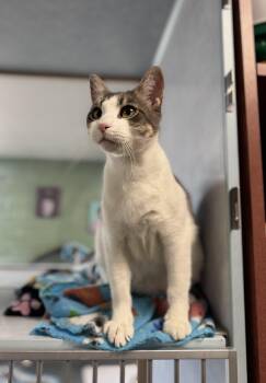 Radish -  Domestic Short Hair and Tabby Cat for Adoption in Eagle, Colorado - Radish | PetCurious