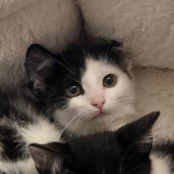 Mr. Blue -  Domestic Short Hair Cat for Adoption in Georgetown, Kentucky - Mr. Blue | PetCurious