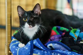 Penne -  Tuxedo and American Shorthair Cat for Adoption in Lampasas, Texas - Penne | PetCurious