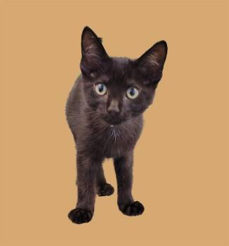 Domestic Short Hair Cats Available for Adoption in Sarasota, Florida - DOLLY MADISON | PetCurious