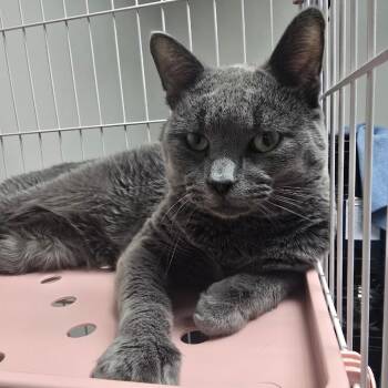Hotdish -  Domestic Short Hair Cat for Adoption in Bloomington, Illinois - Hotdish | PetCurious