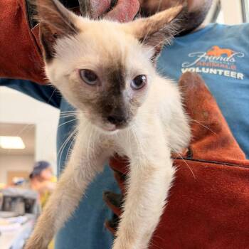 Windy -  Siamese and Domestic Short Hair Cat for Adoption in Marshall, Texas - Windy | PetCurious