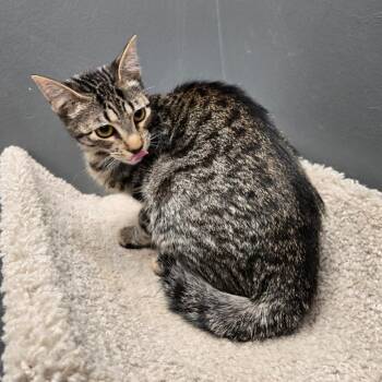 Domestic Short Hair Cats Available for Adoption - Misti | PetCurious