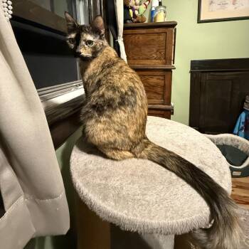 Mimi ARC2026-352 -  Domestic Short Hair Cat for Adoption in Akron, New York - Mimi ARC2026-352 | PetCurious