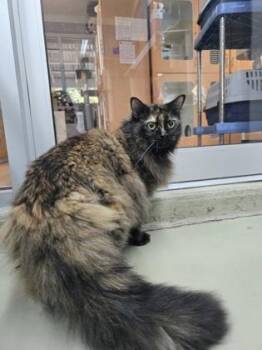 Bella -  Domestic Medium Hair and Domestic Short Hair Cat for Adoption in Savannah, Georgia - Bella | PetCurious