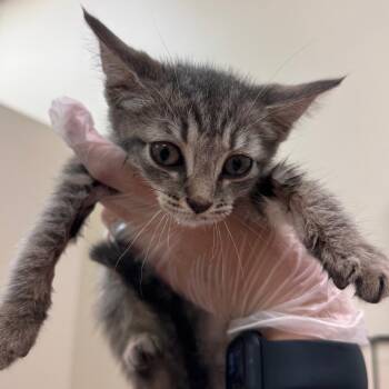 Aye Bay Bay -  Domestic Short Hair Cat for Adoption in Lynchburg, Virginia - Aye Bay Bay | PetCurious