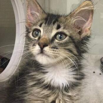 Fluffykins -  Domestic Medium Hair Cat for Adoption in Redwood City, California - Fluffykins | PetCurious