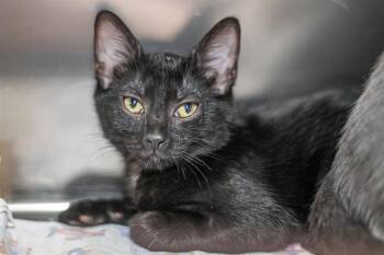 CHIP -  Domestic Short Hair Cat for Adoption in Charlotte, North Carolina - CHIP | PetCurious