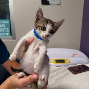 Toby -  Domestic Short Hair Cat for Adoption in Englewood, Florida - Toby | PetCurious