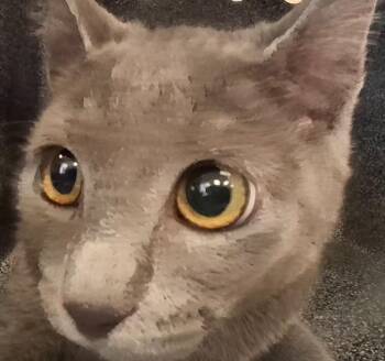 Domestic Short Hair Cats Available for Adoption - Felidae | PetCurious