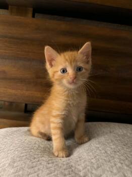 Royal -  Domestic Short Hair Cat for Adoption in Conroe, Texas - Royal | PetCurious