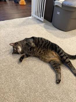 Domestic Short Hair Cats Available for Adoption - Monkey (26-041 C) | PetCurious