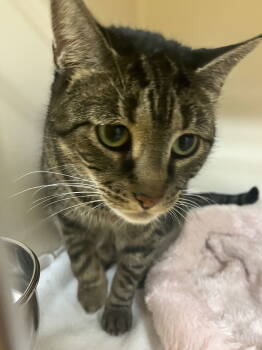 Rescue Domestic Short Hair Cats for Adoption in Rockaway, New Jersey - Kitty Kat RM | PetCurious