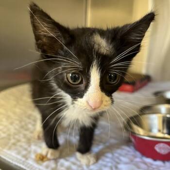 Rescue Domestic Short Hair Cats for Adoption in East St. Louis, Illinois - Rex-C | PetCurious