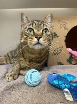 Monarch -  Domestic Short Hair Cat for Adoption in Harbor Springs, Michigan - Monarch | PetCurious