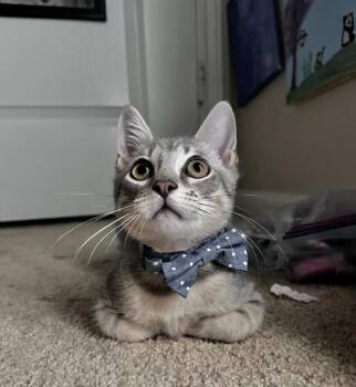 Rescue Tabby and Domestic Short Hair Cats for Adoption in Spring, Texas - Leo - Kuykendahl Petsmart | PetCurious