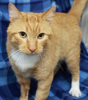 Muggs -  Domestic Short Hair Cat for Adoption in Thief River Falls, Minnesota - Muggs | PetCurious