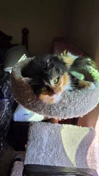 Domestic Long Hair Cats Available for Adoption in Columbia, South Carolina - Anastasia | PetCurious