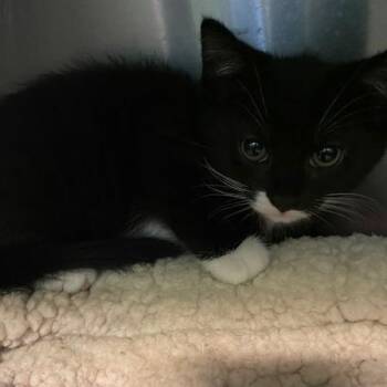 Angel Hair -  Domestic Short Hair Cat for Adoption in Dayton, Ohio - Angel Hair | PetCurious