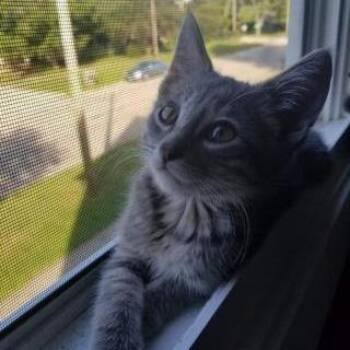 Flea -  Domestic Short Hair Cat for Adoption in Dekalb, Illinois - Flea | PetCurious