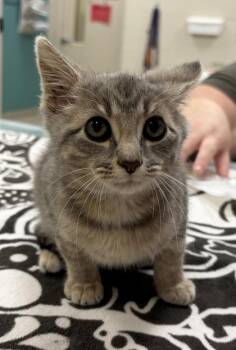 Dracula -  Domestic Short Hair Cat for Adoption in Fishers, Indiana - Dracula | PetCurious