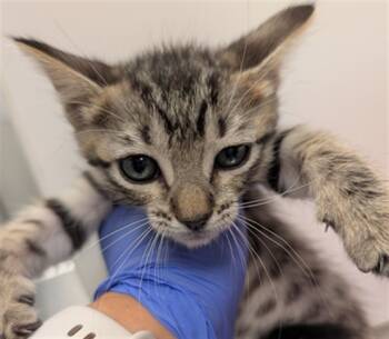 Rescue Domestic Medium Hair Cats for Adoption in Ontario, California - MILA | PetCurious