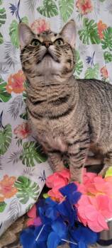 Simba -  Domestic Short Hair Cat for Adoption in Caro, Michigan - Simba | PetCurious