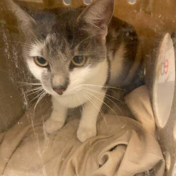 Rescue Domestic Short Hair Cats for Adoption in Memphis, Tennessee - KOBI | PetCurious