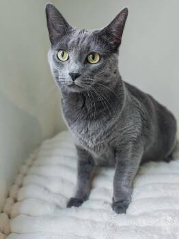 Princess -  Domestic Short Hair Cat for Adoption in Chicago, Illinois - Princess | PetCurious