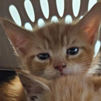 Tampico -  Domestic Short Hair Cat for Adoption in Greensboro, North Carolina - Tampico | PetCurious
