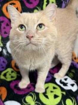 7218 (Max) -  Domestic Short Hair Cat for Adoption in Lake City, Michigan - 7218 (Max) | PetCurious