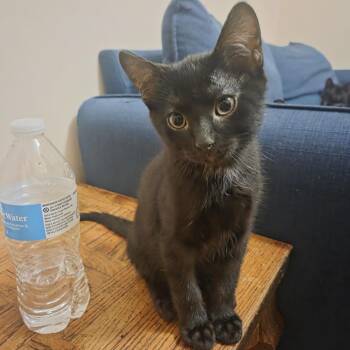 Baloo -  Domestic Short Hair Cat for Adoption in Buffalo, Minnesota - Baloo | PetCurious