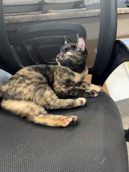 Rescue Domestic Short Hair Cats for Adoption in Fort Collins, Colorado - Tulip | PetCurious