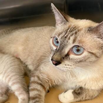 Blanche -  Domestic Short Hair Cat for Adoption in Edinburg, Texas - Blanche | PetCurious