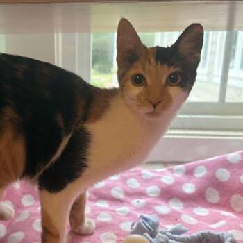 Bats -  Domestic Short Hair Cat for Adoption in Gloucester, Virginia - Bats | PetCurious