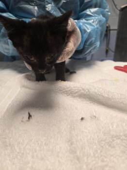 Domestic Medium Hair Cats Available for Adoption in Detroit, Michigan - Howard | PetCurious